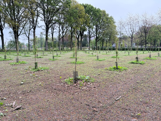 … en zo staan ze er een jaar later bij: groen en gezond dankzij goed onderhoud.