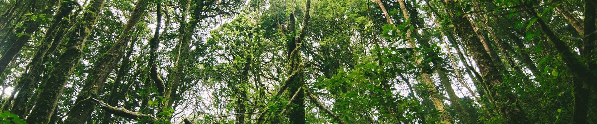 Abdij koopt grond om terug te geven aan de natuur