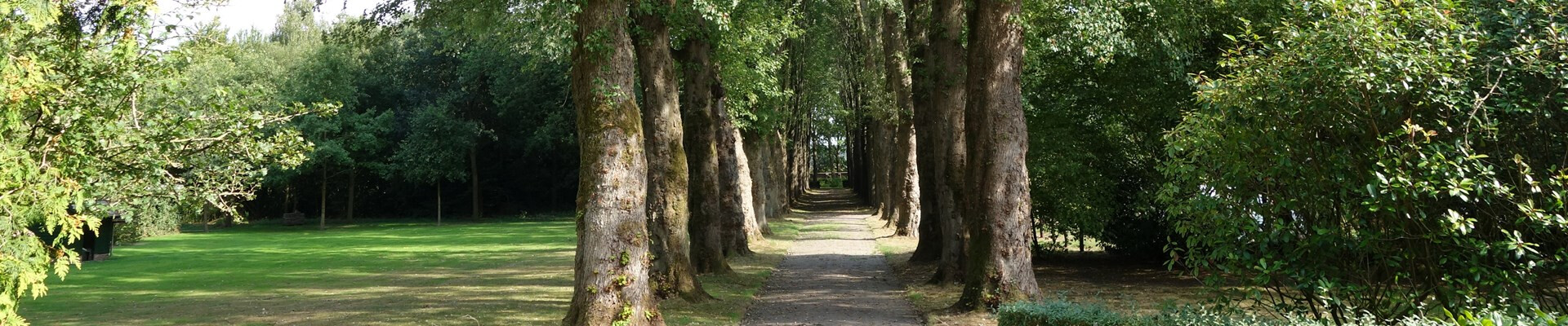 Koningshoeven koestert haar monumentale bomen