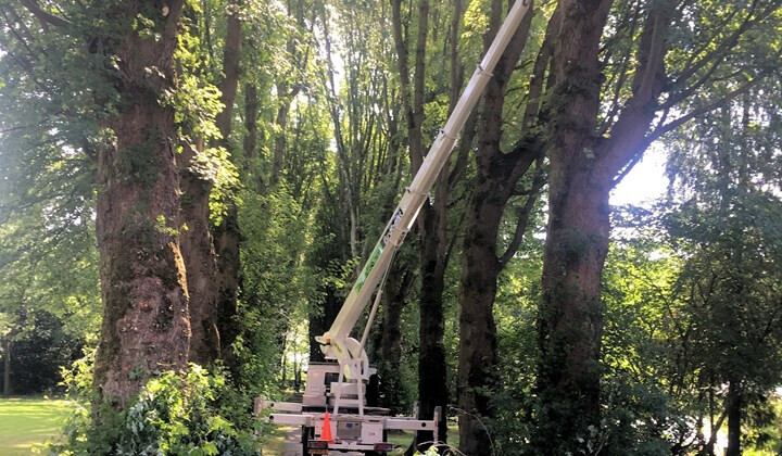 Koningshoeven koestert haar monumentale bomen