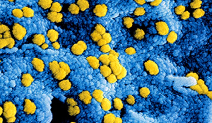 Opleving coronavirus